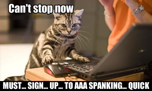 cats love Triple A too!
