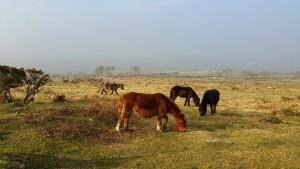 ponies1