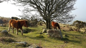 ponies2