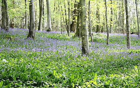 bluebell01.jpg
