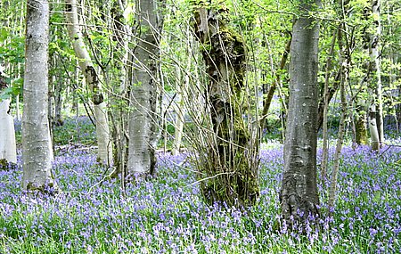 bluebell02.jpg