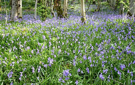 bluebell03.jpg