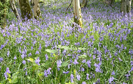 bluebell04.jpg