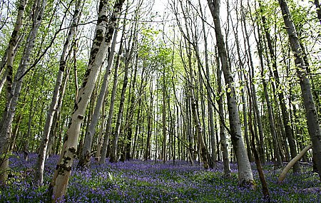 bluebell05.jpg