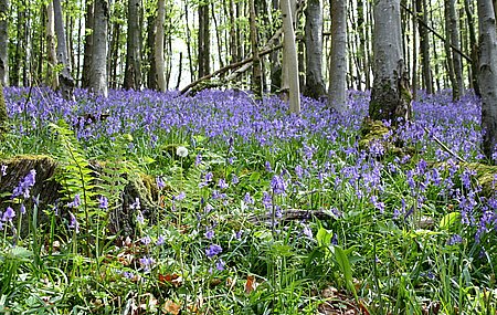 bluebell06.jpg