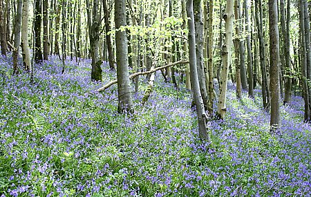 bluebell07.jpg