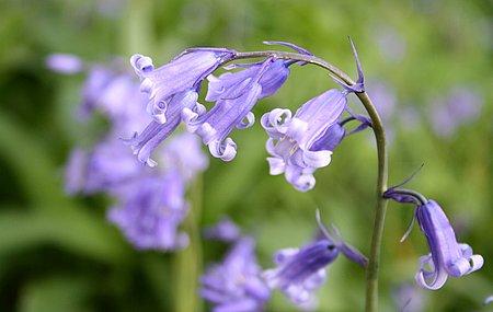bluebell08.jpg
