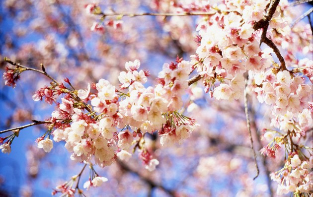 Cherry-Blossom